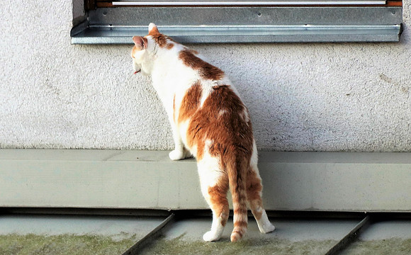Die Katze auf dem Hausdach