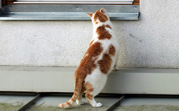 Die Katze auf dem Hausdach