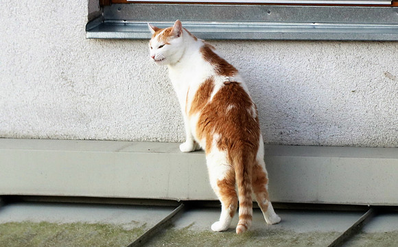 Die Katze auf dem Hausdach
