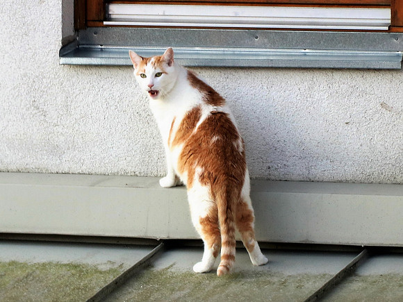 Die Katze auf dem Hausdach