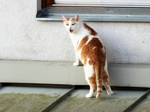 Die Katze auf dem Hausdach