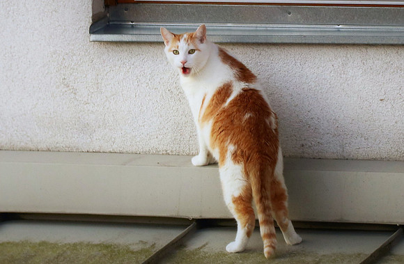 Die Katze auf dem Hausdach