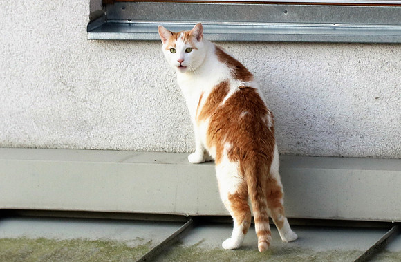 Die Katze auf dem Hausdach