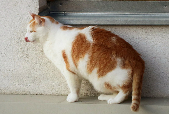 Die Katze auf dem Hausdach