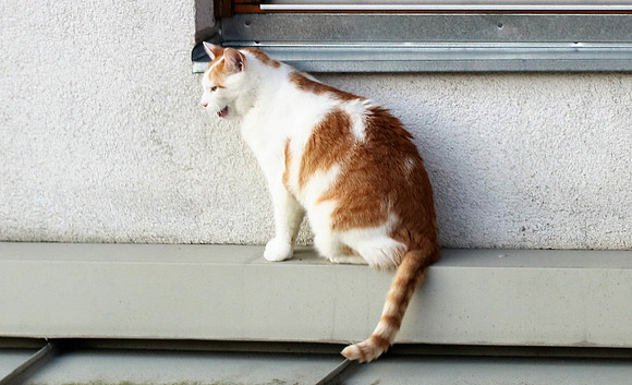 Die Katze auf dem Hausdach