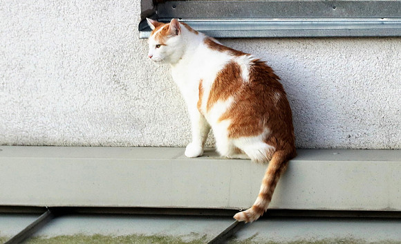 Die Katze auf dem Hausdach