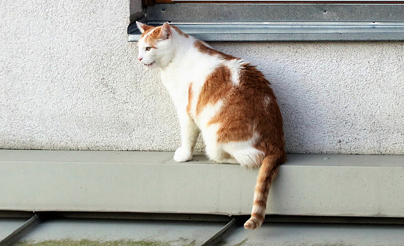 Die Katze auf dem Hausdach