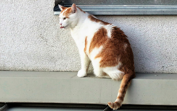 Die Katze auf dem Hausdach