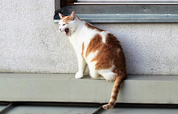Die Katze auf dem Hausdach