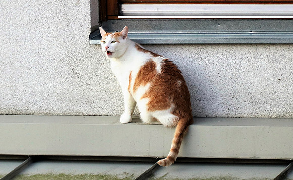 Die Katze auf dem Hausdach