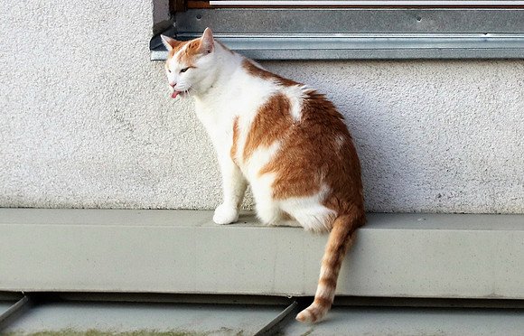 Die Katze auf dem Hausdach