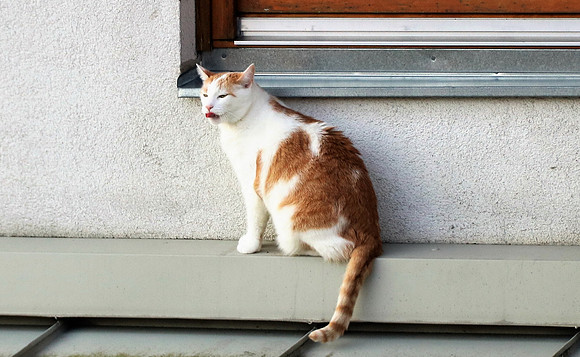 Die Katze auf dem Hausdach