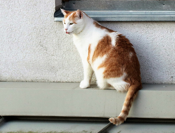 Die Katze auf dem Hausdach