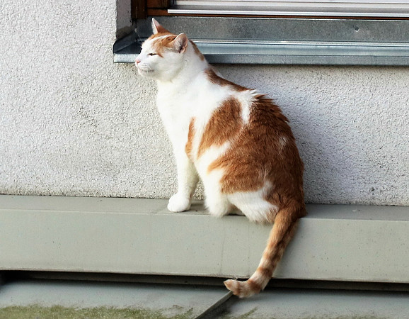 Die Katze auf dem Hausdach