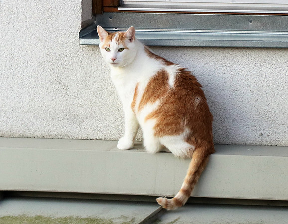 Die Katze auf dem Hausdach