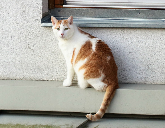 Die Katze auf dem Hausdach