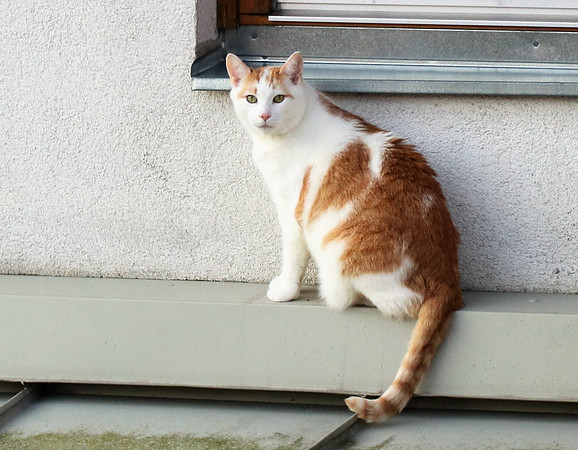 Die Katze auf dem Hausdach