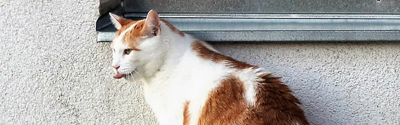 Die Katze auf dem Hausdach