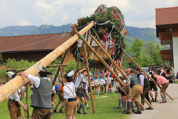 Maibaumfest in Golling
