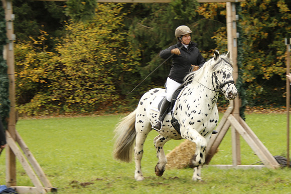 Leonhardireiten und Fahren