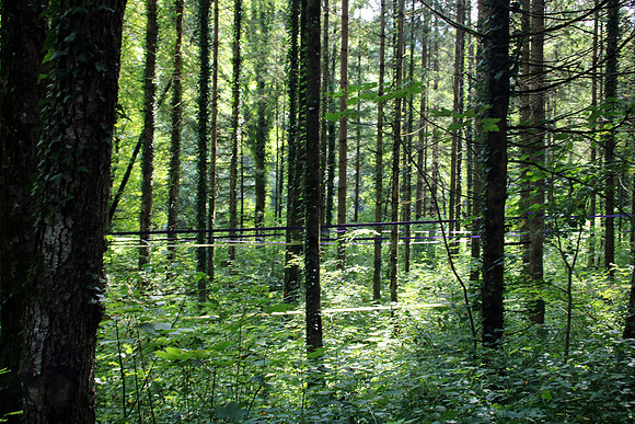 Aufbau Wildsau Dirt Run 2019