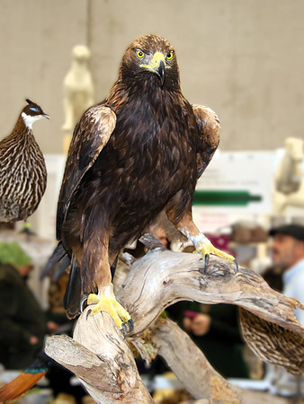 Hohe Jagd & Fischerei