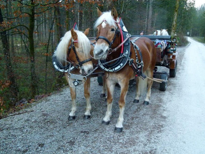 Letzter Adventspaziergang 2016