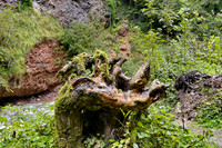 14. Glasenbachklamm-Lauf