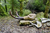14. Glasenbachklamm-Lauf