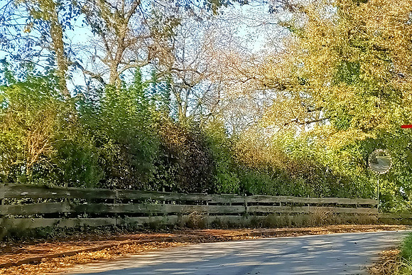 Herbstzeit in Taxch