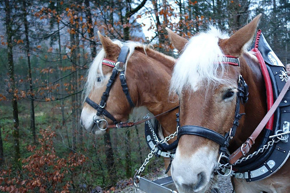 Letzter Adventspaziergang 2016