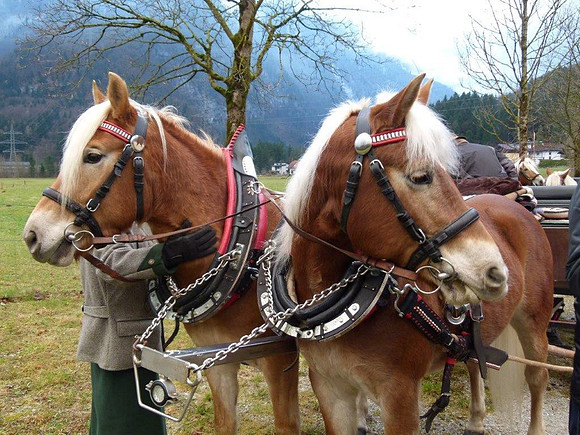 Letzter Adventspaziergang 2016