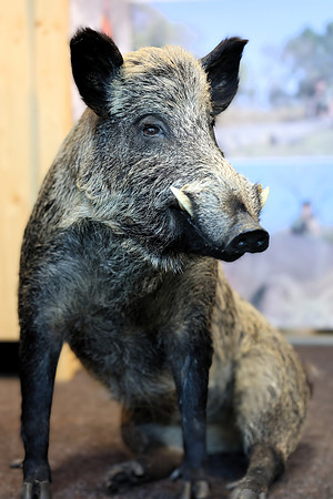 Hohe Jagd & Fischerei