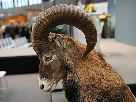 Hohe Jagd & Fischerei