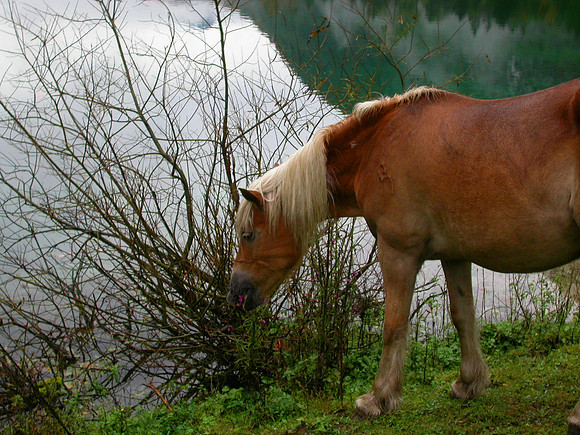 Bluntautal