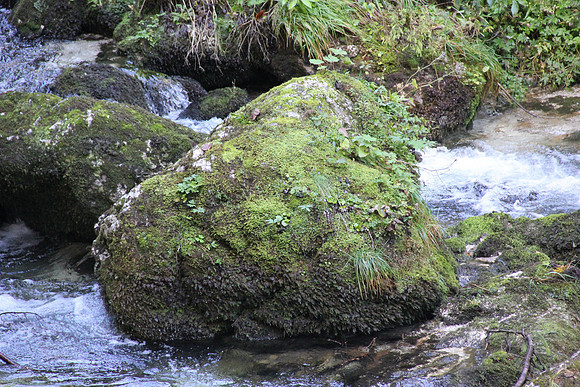Natur in Torren
