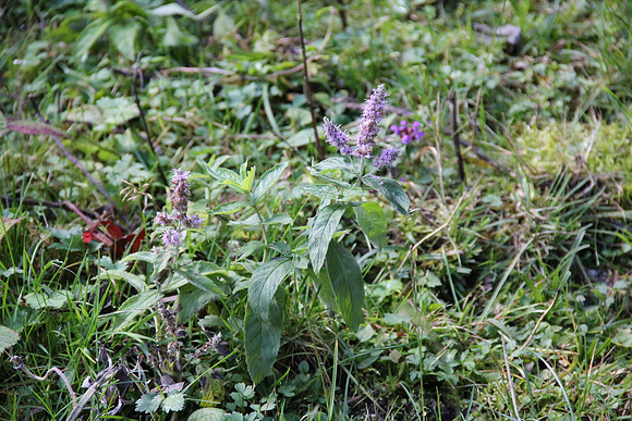 Natur in Torren