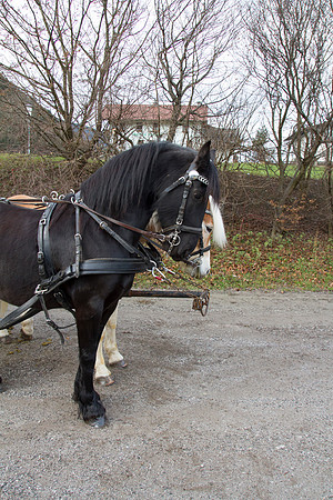Adventspaziergang 2014
