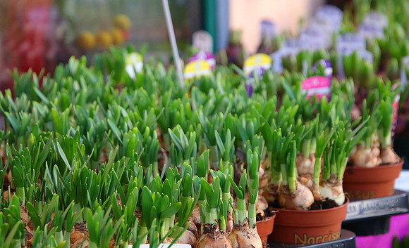 Blumen Ruhnau