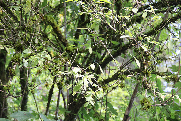 Natur in Torren