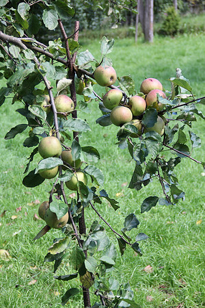 Natur in Torren