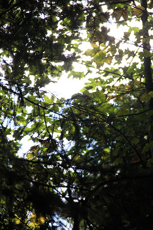 Natur in Torren