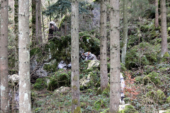 Tennengauer Perchtentreiben