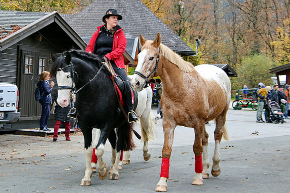 Leonhardiritt und Kutschenfahrt