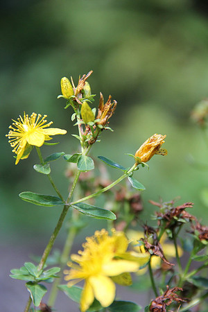 Natur in Torren