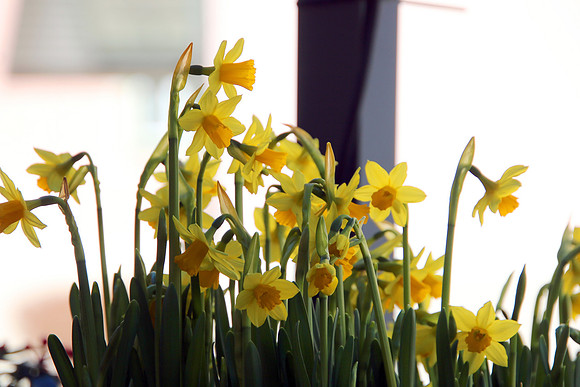 Blumen Ruhnau