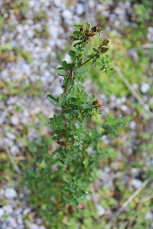 Natur in Torren