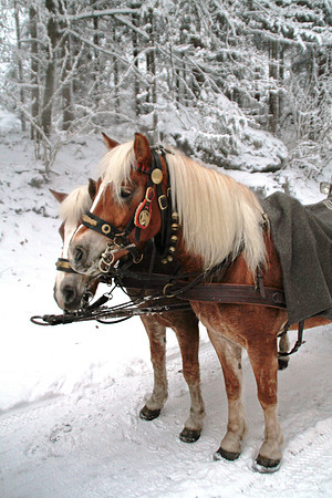 Adventspaziergang Golling 2012