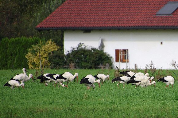 Störche