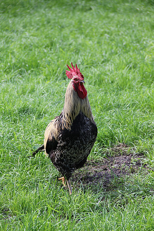 Natur in Torren
